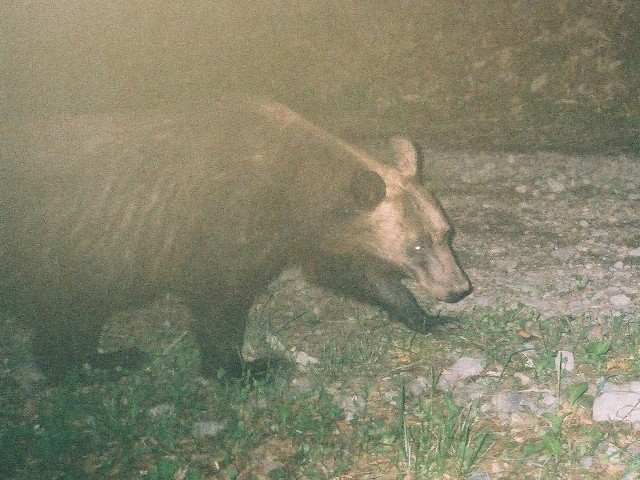 26ヒグマ