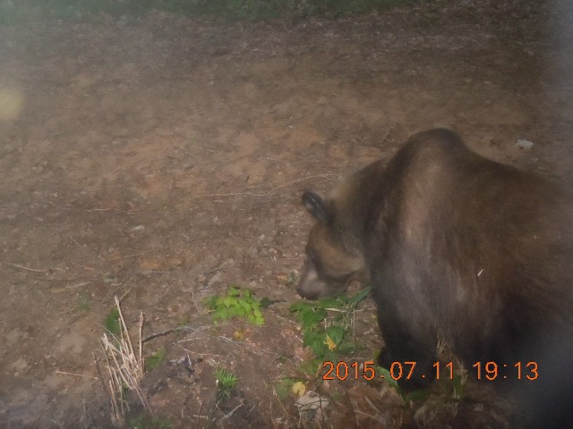 27ヒグマ