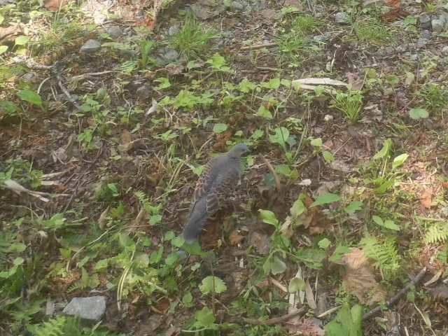 28キジバト