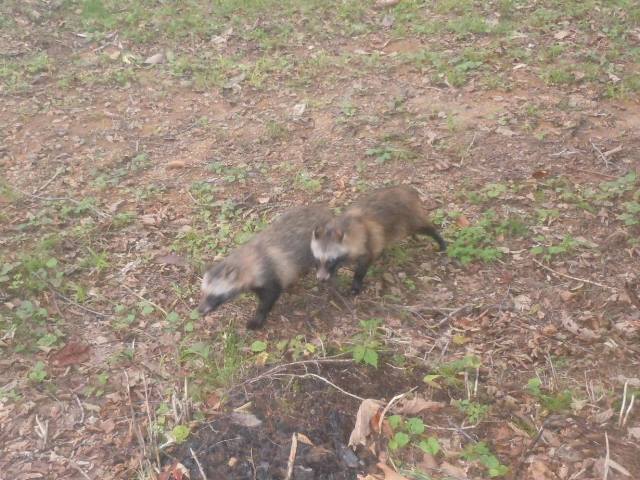 タヌキノショクダイ属