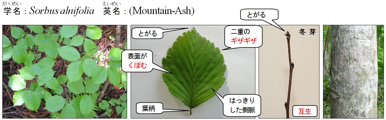 アズキナシ