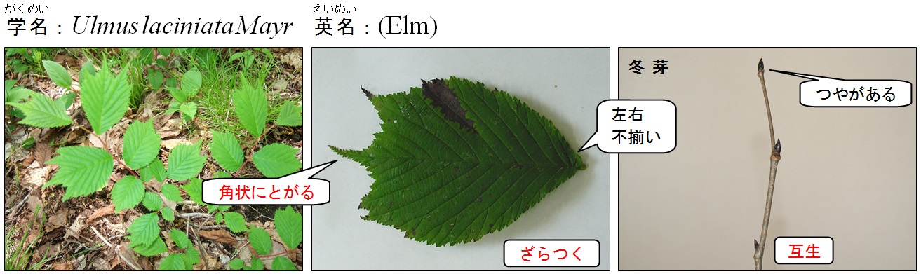 オヒョウ