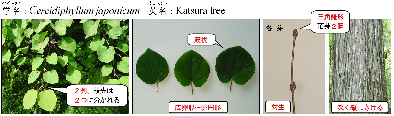 カツラ コウノキ 北海道森林管理局