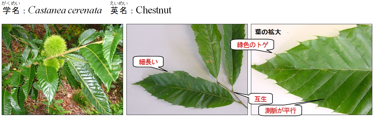 クリ 北海道森林管理局