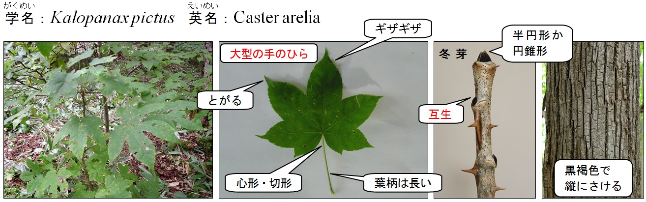 ハリギリ センノキ 北海道森林管理局