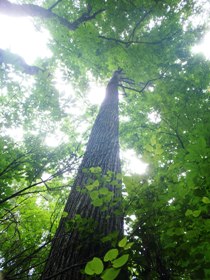 カツラの木の続き（上側）