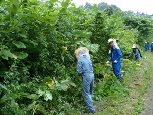 作業道の草刈りの様子