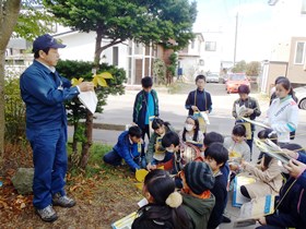 これが「ベタベタ」の冬芽のトチノキです