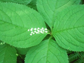 フタリシズカの花の写真