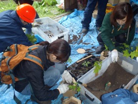 苗をカミネッコンに植えている様子