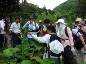 植物の説明