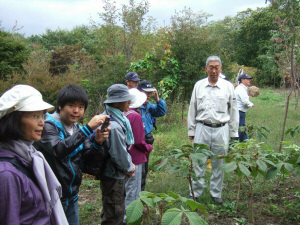 トチノキの苗木の説明