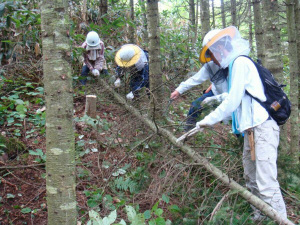 伐倒後に枝払いをしている様子