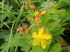 ハイオトギリの花