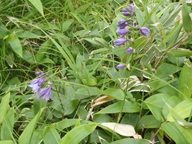 タチギボウシの花