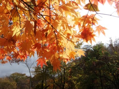 紅葉