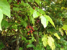 270926植生観察会3