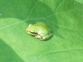 28植生観察会5