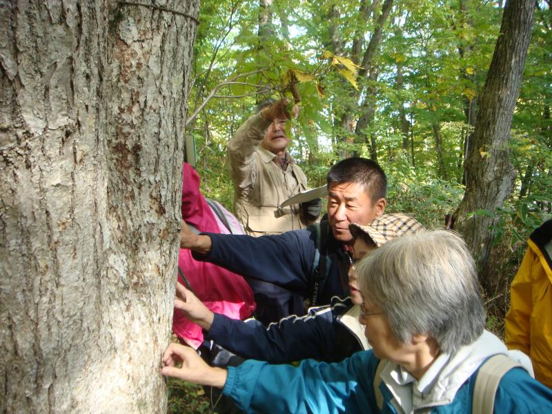 樹皮をさわって