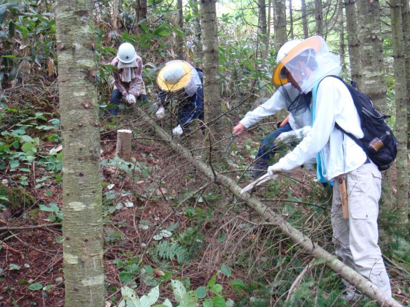伐倒後の枝払い・玉切り