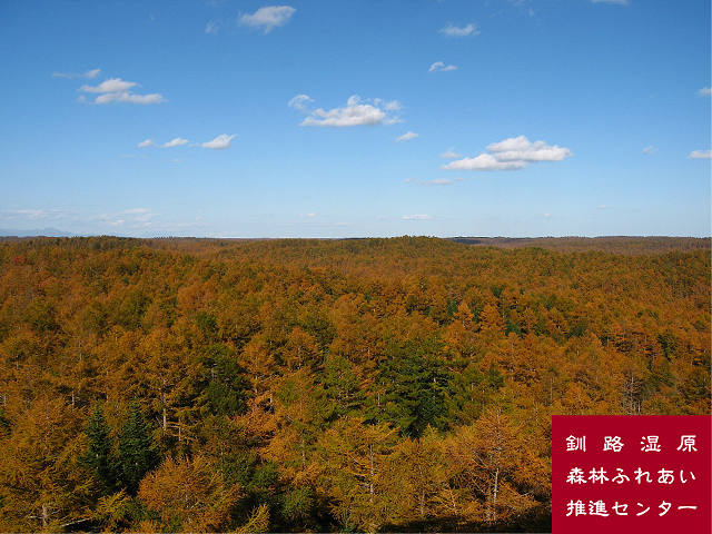 パイロットフォレスト国有林（厚岸町）