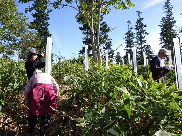 保護管で被覆する様子