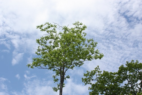 平成26年度一般公募植樹青空