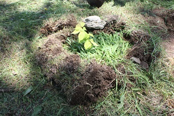 久著呂中央小中学校植樹20140626その3