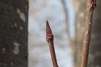 ナナカマド20150317