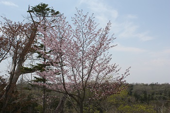 雷別桜20140514