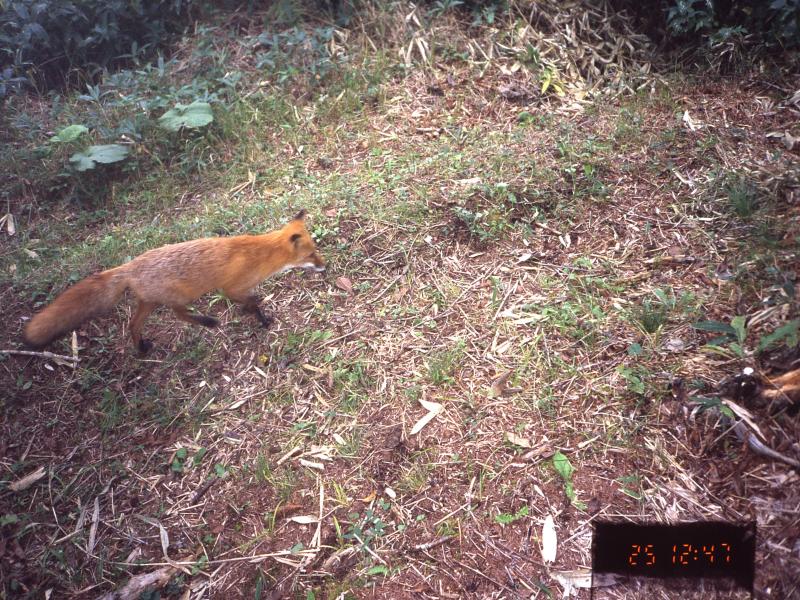 251029-fox1