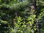 森の中に咲くホザキシモツケの花