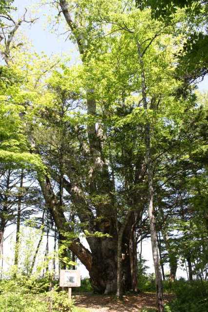 標茶の巨木