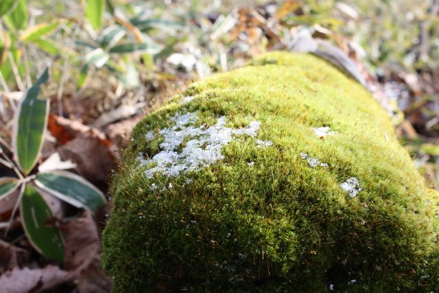 苔と雪