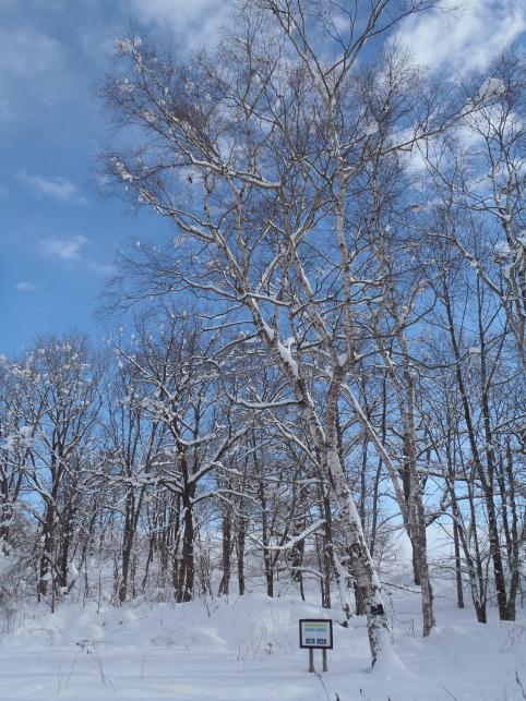 雪の雷別