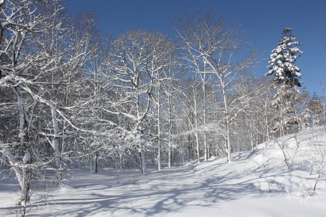 雪の森