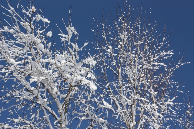 枝の着雪