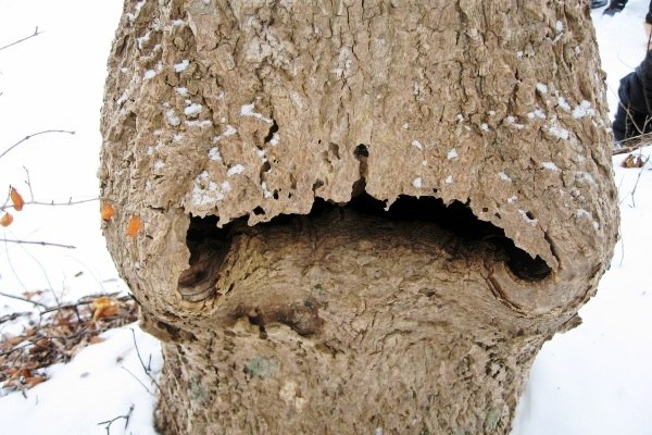変な洞の木