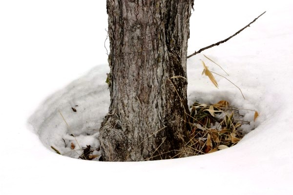 積雪深