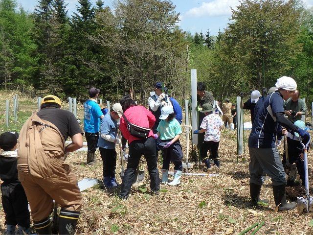植樹と保護管被覆の様子