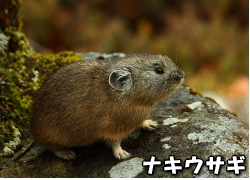 ナキウサギの写真