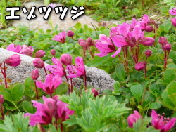 エゾツツジの写真