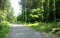 正常な林道３