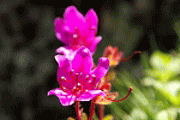 花の写真