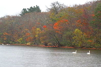 「屈斜路湖畔の紅葉」と「白鳥」の写真