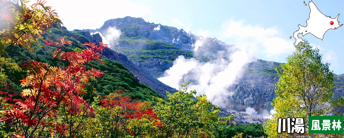 川湯風景林