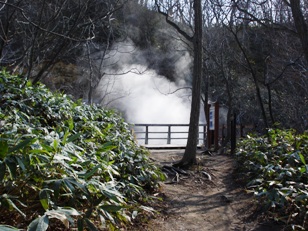 登別温泉風景林の林内