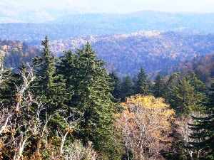 風景林内に広がる樹海