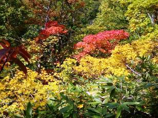 「神威岳」の紅葉