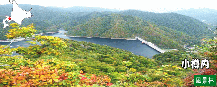 小樽内風景林